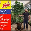 Telegram channel 🍂🪴شهرگل وازیک(فرامرزعباسپور)🪴🍂 logo