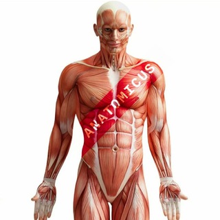 Telegram kanalining logotibi anatomicus — ANATOMICUS