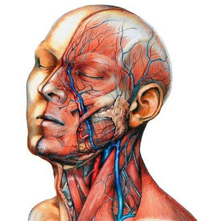 Логотип телеграм -каналу anatomy_wor — Anatomy World