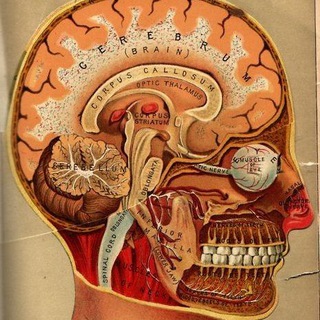 Telegram channel Anatomy & Medicine logo