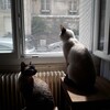 Логотип телеграм канала @catsnflats — Мой анал с котами