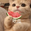 电报频道的标志 chiguaniu — TG公益免费代理VPN