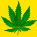 Logo de la chaîne Telegram coffe420 — Cannabisfrance🌱🌍🇨🇵🏅 france/landes/tours/Marseil/Orléans/Rouen/caen/Québec/dijon/nancy/metz/Reims/verdun/Liège/Amiens/Paris