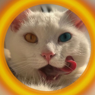 Telegram channel КОТИК ПАТРІОТИК🇺🇦 logo