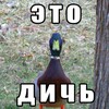 Логотип телеграм канала @dich_ero — Дичь 18 