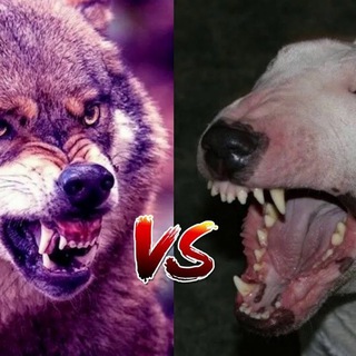 Telegram channel Dog fighter logo