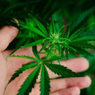 Telegram channel Exotic and toxic shop 🌿 logo
