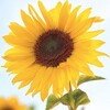 Telegram channel 🌻向日葵🌻睇圖號 logo