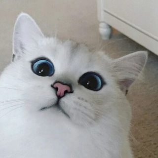 Telegram channel G’aroyib Faktlar logo
