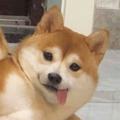 Telegram channel 狗头 logo