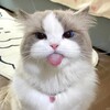 电报频道的标志 hhxs01 — 好先生丨高端外围
