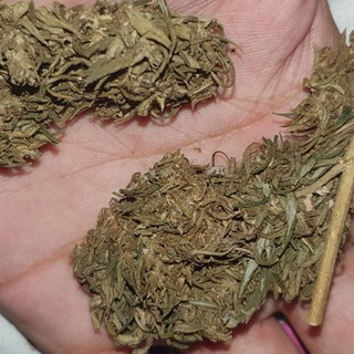Logo saluran telegram indian_ganja_farmer00 — INDIAN GANJA FARMER SELLS