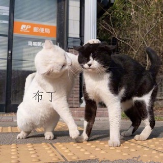 电报频道的标志 ins7044 — 治愈系貓咪🐱By_布丁  賴：yyds662