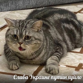 Telegram channel жёппа logo