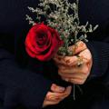 لوگوی کانال تلگرام k_rose — كبرياء الورد ..✿❥●•