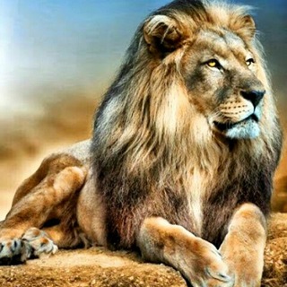 Logo de la chaîne Telegram kingsofkingschannel — 👑👑 KINGS OF KINGS 👑👑