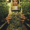 Логотип телеграм канала @konoplya420 — Семицветик конопли Выращивание марихуаны 420