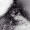 Telegram channel Ksenia Aleksevna not like pussy bush (hairy woman)__(18 ) logo