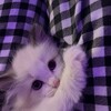 Логотип телеграм канала @macinka_tyt — ††