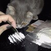 Telegram channel Lil pussy gang(мага😈) logo