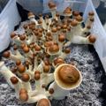Logo saluran telegram magicofmushroom — Magic mushrooms