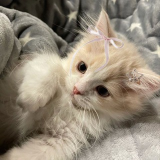 Telegram channel Милые котики💘 logo