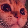 Telegram channel Милые котики💞 logo