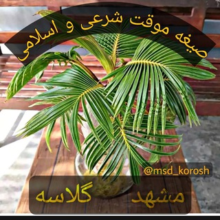 لوگوی کانال تلگرام msd_korosh — مشهد گلاسه 🌴