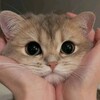 Логотип телеграм канала @nezhnoesun — Нежное солнышко 18 