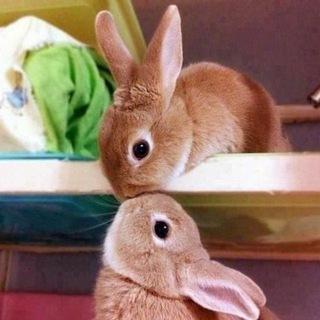 لوگوی کانال تلگرام nud_bunny — خرگوش