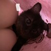 Логотип телеграм канала @nyawkiis — няши перед сном