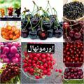 لوگوی کانال تلگرام orumien — اورمو نهال