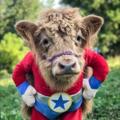 电报频道的标志 oxr18 — 超級🐮🐮牧場