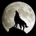 Telegram channel 👁猎奇│人兽│吃屎│变态│重口味│恶心 logo