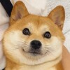 电报频道的标志 rgfl9 — 二狗福利站🈲️欧美/白人/tiktok/onlyfans/pornhub