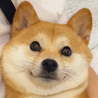 电报频道的标志 rgflz — 二狗福利站➢导航