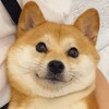 Telegram channel 二狗福利站🈲模特/街拍/车展/漫展/写真/COS logo