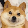 电报频道的标志 rgsq0 — 二狗福利站🔞调教/母狗/强奸/露出