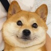 Telegram channel 二狗福利站🔞日本/韩国/av/无码/日韩三级片 logo
