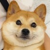 电报频道的标志 rgzy0 — 二狗福利站㊙️微密圈全集