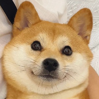 Telegram channel 免费在线看🔞虎牙斗鱼花椒网易cc logo