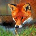 Telegram channel روباه 🦊 robah_iran@ logo