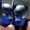 Telegram channel Royal Blue Pups 🐾🐶 logo