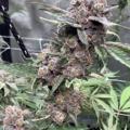 Logo saluran telegram stonersflowershop — Stoners Flower Shop💨🌱🍄🍫📦🤝