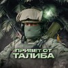 Telegram channel talibrso logo