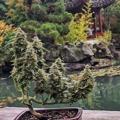 电报频道的标志 thc768 — 商品频道