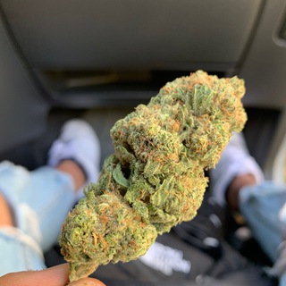 Telegram channel HashCannabis Store Italy logo