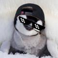 Telegram channel THE #ONLY PENGUIN logo