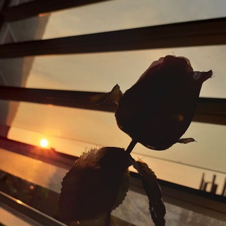 Logo de la chaîne Telegram toiitesunanne — 🎯🥀
