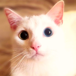 Telegram channel Котик Патріотик (Reserve)🇺🇦 logo